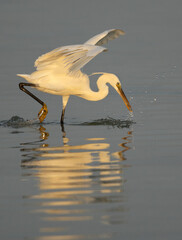 Western reef heron fishing at Busaiteen coast, Bahrain