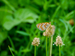 A red fritillary butterfly (Melitaea didyma) photographed in Musio, a district of Tremosine.