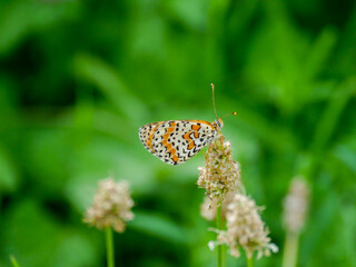 A red fritillary butterfly (Melitaea didyma) photographed in Musio, a district of Tremosine.
