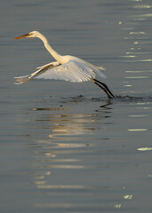 Western reef heron fishing at Busaiteen coast, Bahrain