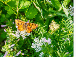 A red fritillary butterfly (Melitaea didyma) photographed in Musio, a district of Tremosine.