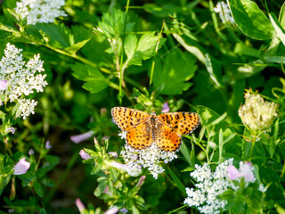 A red fritillary butterfly (Melitaea didyma) photographed in Musio, a district of Tremosine.