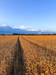 golden wheat field