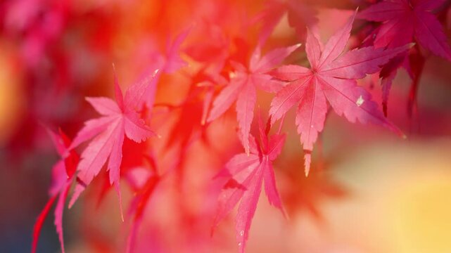 秋の紅葉イメージ色々　5シーン繋ぎ合わせ