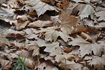 Close-up of dry autumn leaves on the ground, showcasing natural texture and earthy tones.