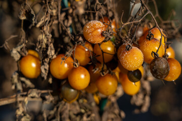 Close up of yellow cherry tomatoes and dried vines covered in white frost and cold damage on a frosty autumn morning ready for harvest loss