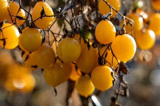 Close up shot of bright yellow cherry tomatoes hanging on the vine covered in fine white frost or dew on a cold autumn morning