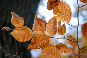 Close up of withered golden brown beech leaves on a tree branch against a blurred background of a tree trunk and sky in autumn
