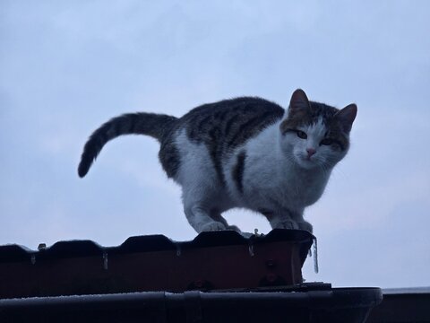 A focused, white and grey tabby cat crouches on a dark, corrugated rooftop against a bright, overcast sky, its tail raised in attention.