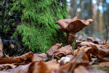 Close up low angle view of large brown mushrooms growing at the base of a tree trunk covered in vibrant green moss surrounded by fallen autumn leaves