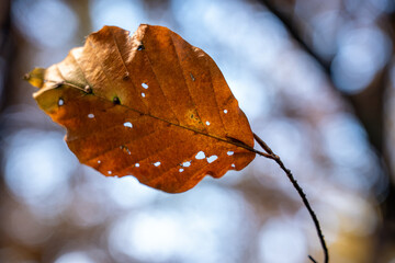 Macro shot of a single brown orange autumn leaf with small holes from insects or damage set against...