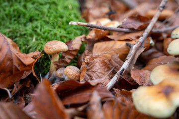 Close up low angle view of small brown mushrooms growing through fallen brown beech leaves and green moss on the forest floor