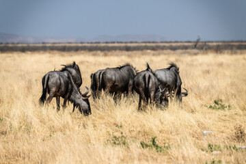 Ein Tag im Etosha Nationalpark