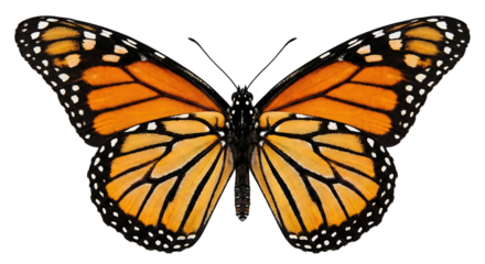 Monarch butterfly with orange black and white wings spread isolated on a transparent background