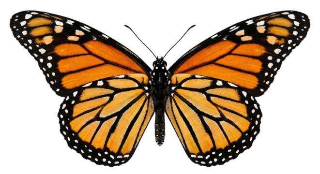 Monarch butterfly with orange black and white wings spread isolated on a transparent background