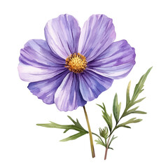 Cosmos Flower, watercolor clipart vector, isolated on a white background.