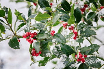 Close-up of holly branches with bright red berries covered with fresh snow.