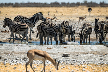 Ein Tag im Etosha Nationalpark