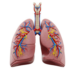 Human lungs with trachea isolated on transparent background, anatomical illustration