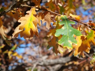 Late Autumn Leaves of English Oak (Quercus robur) in Colorado