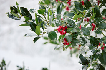 Holly branch with bright red berries lightly covered in snow, set against a soft white winter background.