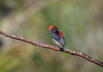 Male scarlet-backed flowerpecker perched on branch in vibrant nature.
