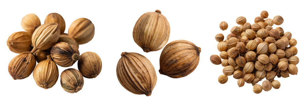 Set of spice, brown coriander seeds, isolated on a transparent background.
