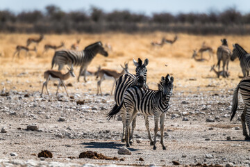 Ein Tag im Etosha Nationalpark