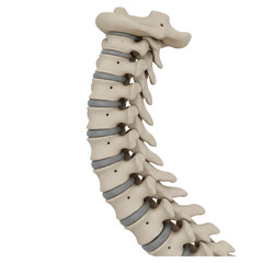 Human cervical spine model isolated on transparent background, side view
