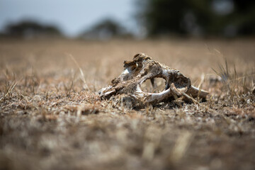 Obraz premium Animal bones in the African savannah. A large, beautiful skull. Wildlife.