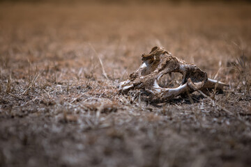 Animal bones in the African savannah. A large, beautiful skull. Wildlife.