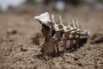 Animal bones in the African savannah. A large, beautiful skull. Wildlife.