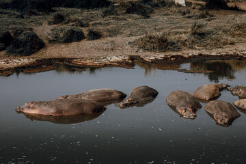 Many hippos are lying in the pond. Dirty water. Big hippos.