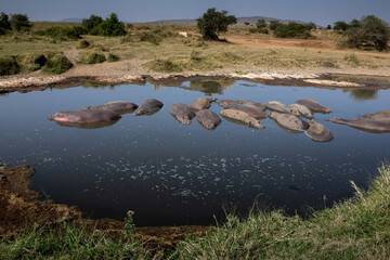 Many hippos are lying in the pond. Dirty water. Big hippos.