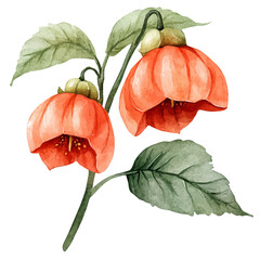 Chinese Lantern Flower, watercolor vector, isolated on a white background.