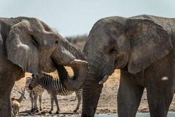 Ein Tag im Etosha Nationalpark