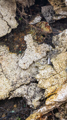 wild garbage dump. residual glass, plastics in the forest