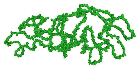 Elastin protein molecule. Structural model of extracellular matrix elastic fiber protein shown with full molecular surface representation. 3D rendering. Illustration