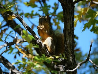 Fox Squirrel Eating an Acorn on a Bur Oak Branch in Autumn, Colorado