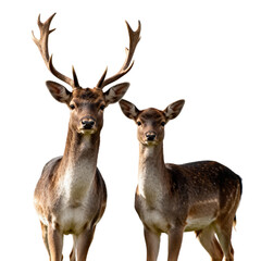Obraz premium Two fallow deer with antlers isolated on transparent background