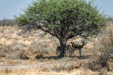 Naklejka premium Ein Tag im Etosha Nationalpark