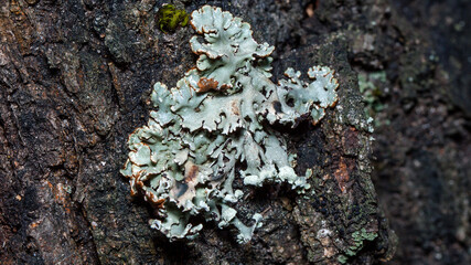 fungus on tree