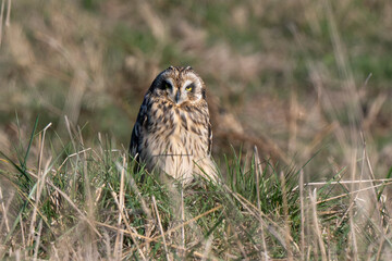 Hibou des marais, Hibou brachyote, Asio flammeus, Short eared Owl, region Pays de Loire; marais Breton; 85, Vendée, Loire Atlantique, France