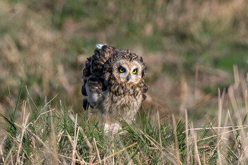 Hibou des marais, Hibou brachyote, Asio flammeus, Short eared Owl, region Pays de Loire; marais Breton; 85, Vendée, Loire Atlantique, France