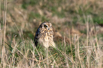 Hibou des marais, Hibou brachyote, Asio flammeus, Short eared Owl, region Pays de Loire; marais Breton; 85, Vendée, Loire Atlantique, France