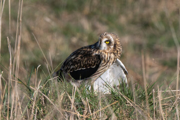 Hibou des marais, Hibou brachyote, Asio flammeus, Short eared Owl, region Pays de Loire; marais Breton; 85, Vendée, Loire Atlantique, France