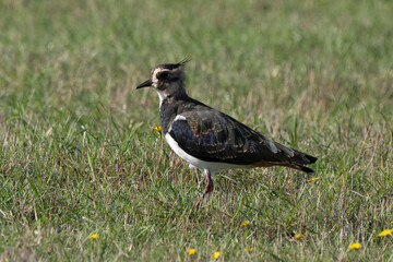 Vanneau huppé,Vanellus vanellus, Northern Lapwing