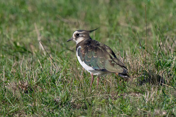 Vanneau huppé,Vanellus vanellus, Northern Lapwing