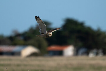 Hibou des marais
