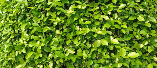 Fototapeta premium Small-Leaved Green Hedge, Fresh Green Carpet of Nature, Dense Green Shrubbery